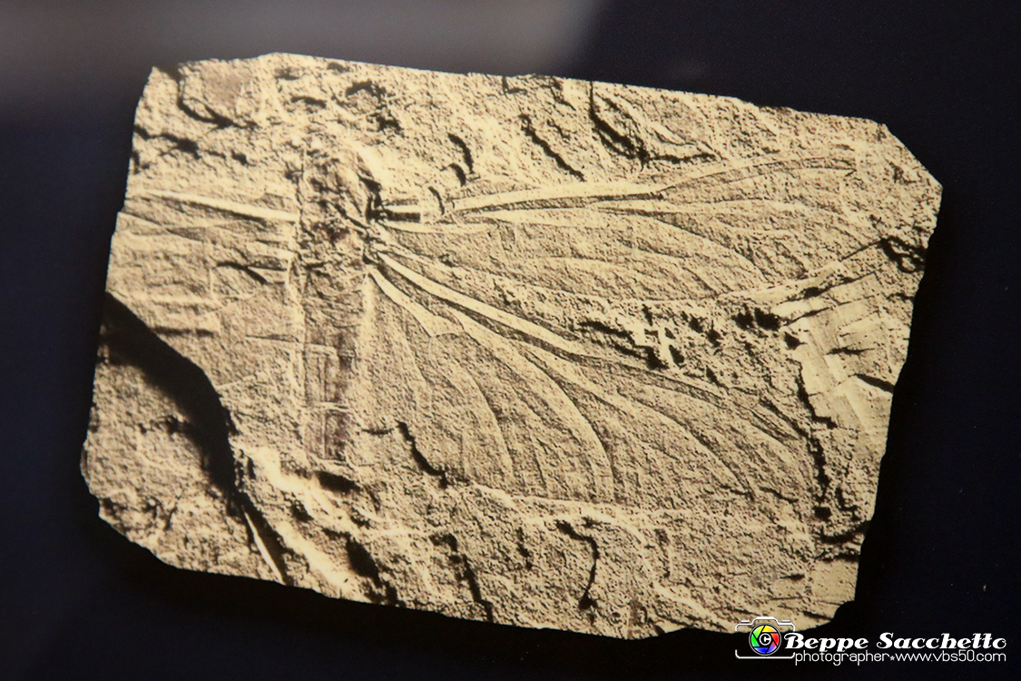 VBS_9082 - Museo Paleontologico - Asti.jpg